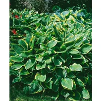 Pflanzen Für Dich Hosta sieboldiana 'Frances Williams', Blaublatt-Funkie, 3-5