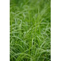 Pflanzen Für Dich Acorus gramineus 'Ogon', Japanische Segge, gelbgrün,