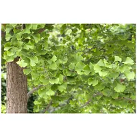 Pflanzen Für Dich Ginkgo biloba, Fächerblattbaum, 80–100 cm
