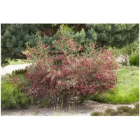 Pflanzen Für Dich Cytisus scoparius 'Boskoop Ruby', 40–60 cm