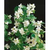 Pflanzen Für Dich Philadelphus 'Dame Blanche', Duftjasmin, weiß, 40–60