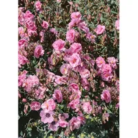 Pflanzen Für Dich Helianthemum x cult. Cerise Queen' Sonnenröschen,