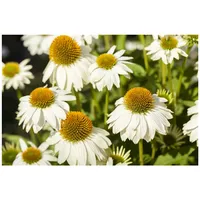 Pflanzen Für Dich Echinacea purpurea 'PowWow White' p 0,5