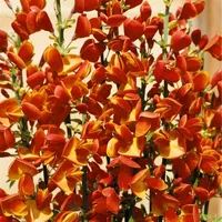Pflanzen Für Dich Cytisus scoparius Besenginster, 30-40 cm