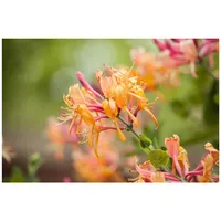 Pflanzen-für-dich.de Lonicera heckrottii 'America Beauty', Geißblatt, rosa-gelb, 40–60 cm
