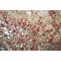 Pflanzen Für Dich Hamamelis intermedia 'Diane', Zaubernuss, rot, 40–60