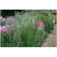 Pflanzen-für-dich.de Agastache rugosa Alba p 0,5