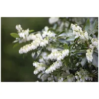 Pflanzen Für Dich Pieris japonica, Japanische Lavendelheide, 30–40 cm
