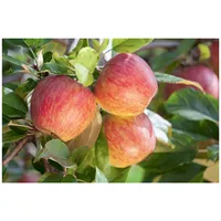 Pflanzen Für Dich Malus 'Gala', Apfelbaum, 150–200 cm, süß,