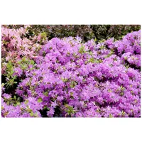 Pflanzen-für-dich.de Rhododendron obt. Diamant Enzianblau', enzianblau, 15–20 cm