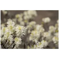 Pflanzen Für Dich Fothergilla major, Federbuschstrauch, 30–40 cm