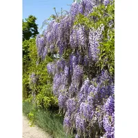 Pflanzen Für Dich Wisteria floribunda, Japanische Blauregen, 150–200 cm,