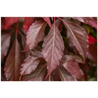 Pflanzen Für Dich Parthenocissus quinquefolia 'Engelmannii', Wilder Wein, 80–100