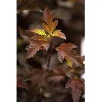 Pflanzen Für Dich Physocarpus opulifolius 'Diable d'Or', Fasanenspiere, goldorange,