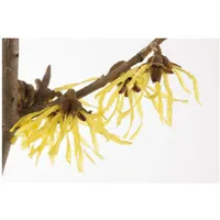 Pflanzen Für Dich Hamamelis mollis 'Pallida', Chinesische Zaubernuss, gelb,