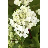 Pflanzen Für Dich Hydrangea paniculata 'Vanille-Fraise', Rispenhortensie, zweifarbig, 60–100