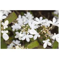 Pflanzen-für-dich.de – Viburnum plicatum 'watanabe' C5 30- 40