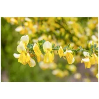 Pflanzen Für Dich Cytisus praecox 'Allgold', Besenginster, leuchtend gelb,
