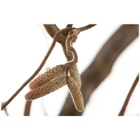 Pflanzen Für Dich Corylus avellana 'Contorta', Korkenzieherhasel, 40–60 cm