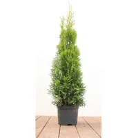 Pflanzen Für Dich Thuja occidentalis 'Smaragd', Lebensbaum, immergrün, 60–80