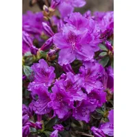 Pflanzen-für-dich.de Rhododendron obt. 'Diamant Rosa', rosa Blüten, 20–25 cm