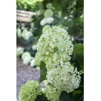 Pflanzen Für Dich Hydrangea arborescens Schneeballhortensie, 100–125 cm