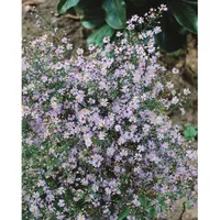 Pflanzen Für Dich Aster cordifolius 'Little Carlow', Herz-Aster, lavendelblau,