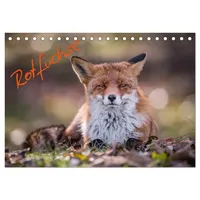 Calvendo Rotfüchse (Tischkalender 2026 DIN A5 quer), CALVENDO Monatskalender