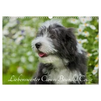Calvendo Liebenswerter Clown Bearded Collie (Wandkalender 2026 DIN A3
