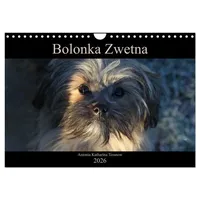 Calvendo Bolonka Zwetna 2026 (Wandkalender 2026 DIN A4 quer),