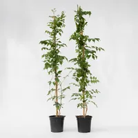 Plant in a Box - Trompetenkletterer - 2 Stk