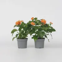 Plant in a Box - Feuerwerkskörper Blume - 4