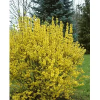 Pflanzen Für Dich Forsythia intermedia 'Goldrausch', Forsythie, gelb, 60–80
