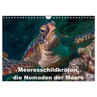 Calvendo Meeresschildkröten, die Nomaden der Meere (Wandkalender 2026 DIN