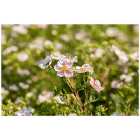 Pflanzen Für Dich Potentilla 'Pink Queen' C 3 30-40
