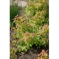 Pflanzen Für Dich Cornus sanguinea Midwinter Fire' Hartriegel Leuchtend