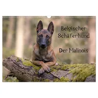 Calvendo Belgischer Schäferhund - Der Malinois (Wandkalender 2026 DIN