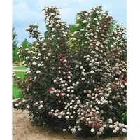 Pflanzen Für Dich Physocarpus opulifolius 'Midnight', Blasenspiere dunkelrot, 40–60