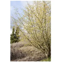 Pflanzen Für Dich Cornus mas, Kornelkirsche, gelbe Blüten, 100–125