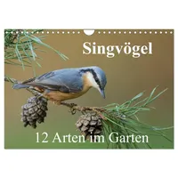 Calvendo Singvögel - 12 Arten im Garten (Wandkalender 2026