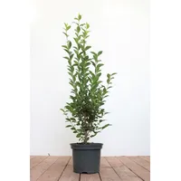 Pflanzen-für-dich.de Ligustrum ovalifolium 80–100 cm