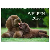 Calvendo Welpen 2026 (Wandkalender 2026 DIN A2 quer), CALVENDO