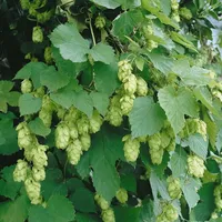 Pflanzen Für Dich Humulus lupulus 'Opal', Hopfen, 60–100 cm
