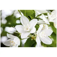 Pflanzen Für Dich Deutzia gracilis, Maiblumenstrauch weiß, 30–40 cm