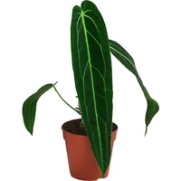 Dehner Herzblattblume, Anthurium warocqueanum, Queen-Anthurium, Rarität, ca. 25 cm,