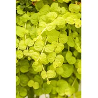 Pflanzen Für Dich Lysimachia nummularia 'Goldilocks', Pfennigkraut, goldgelb, ca.