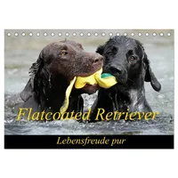 Calvendo Flatcoated Retriever (Tischkalender 2026 DIN A5 quer), CALVENDO