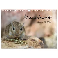 Calvendo Mausebande (Wandkalender 2026 DIN A4 quer), CALVENDO Monatskalender:
