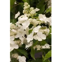 Pflanzen Für Dich Hydrangea paniculata 'Levana', Rispenhortensie, weiß, 30–40