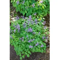 Pflanzen Für Dich Epimedium grandiflorum 'Rose Queen', Elfenblume, ca.